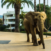 Elephant in marbella city